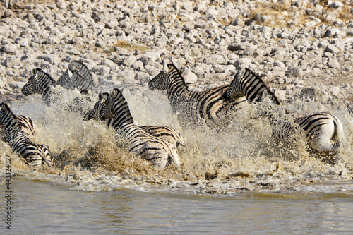 Spooked zebras running from waterhole  Okaukuejo  Etosha National Park  Namibia