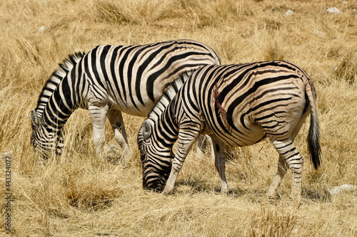 Burchell s  common  plains  zebras  one injured  grazing  Etosha National Park  Namibia