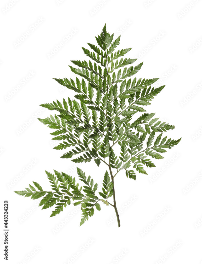 Branch with beautiful tropical fern leaves isolated on white Branch with beautiful tropical fern leaves isolated on white
