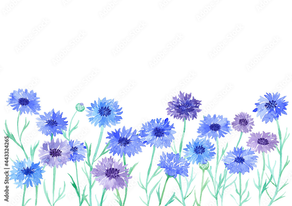 Fototapeta premium 矢車菊（ヤグルマギク）の水彩イラスト