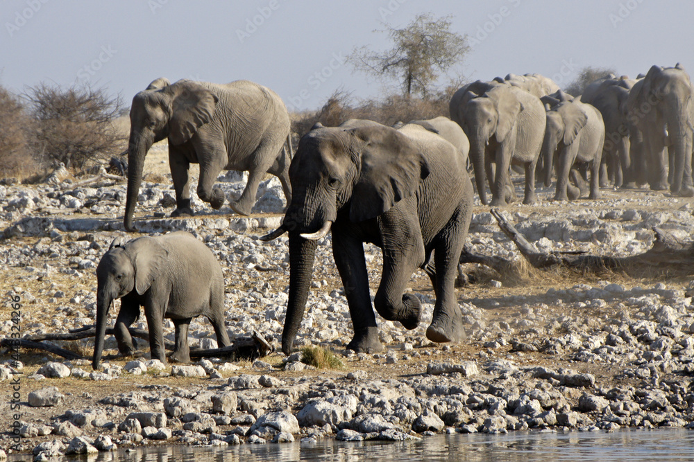 Obraz premium Elephant herd coming to waterhole, Okaukuejo, Etosha National Park, Namibia
