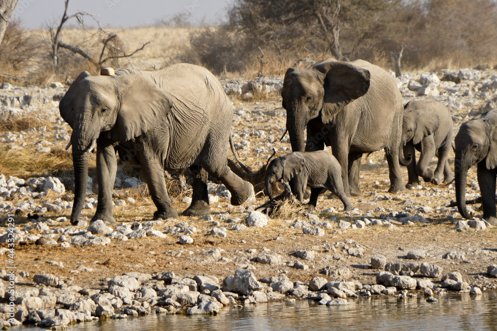 Obraz premium Elephant herd coming to waterhole, Okaukuejo, Etosha National Park, Namibia