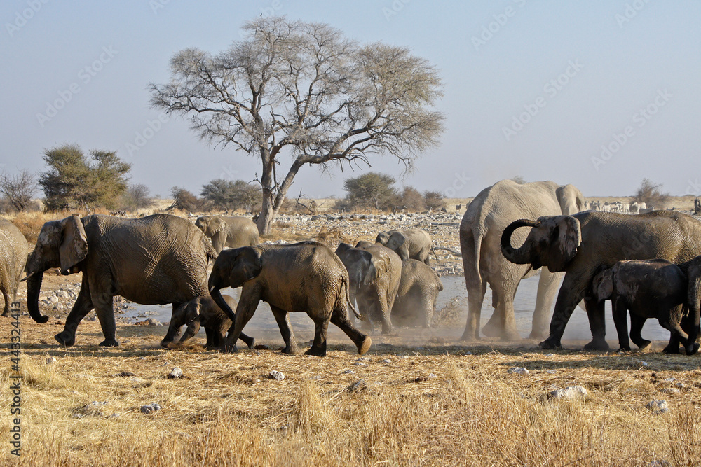 Fototapeta premium Elephants at waterhole, Okaukuejo, Etosha National Park, Namibia