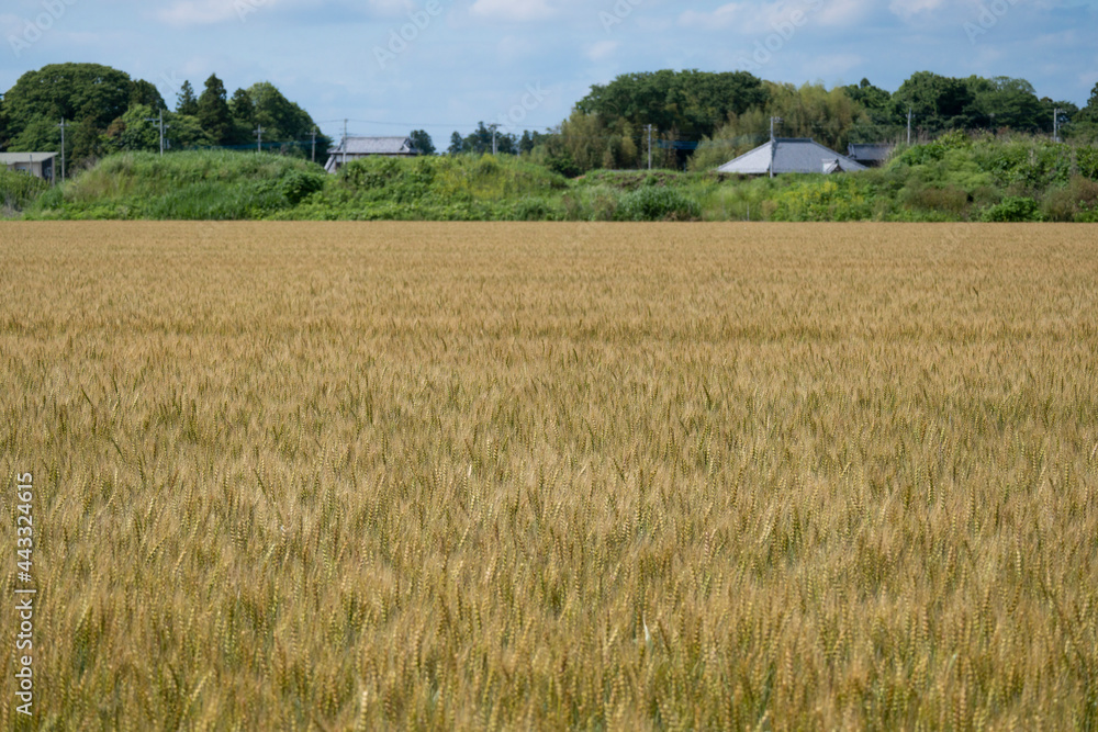 初夏の麦畑 収穫前の麦畑 黄金色の麦畑 日本の農村