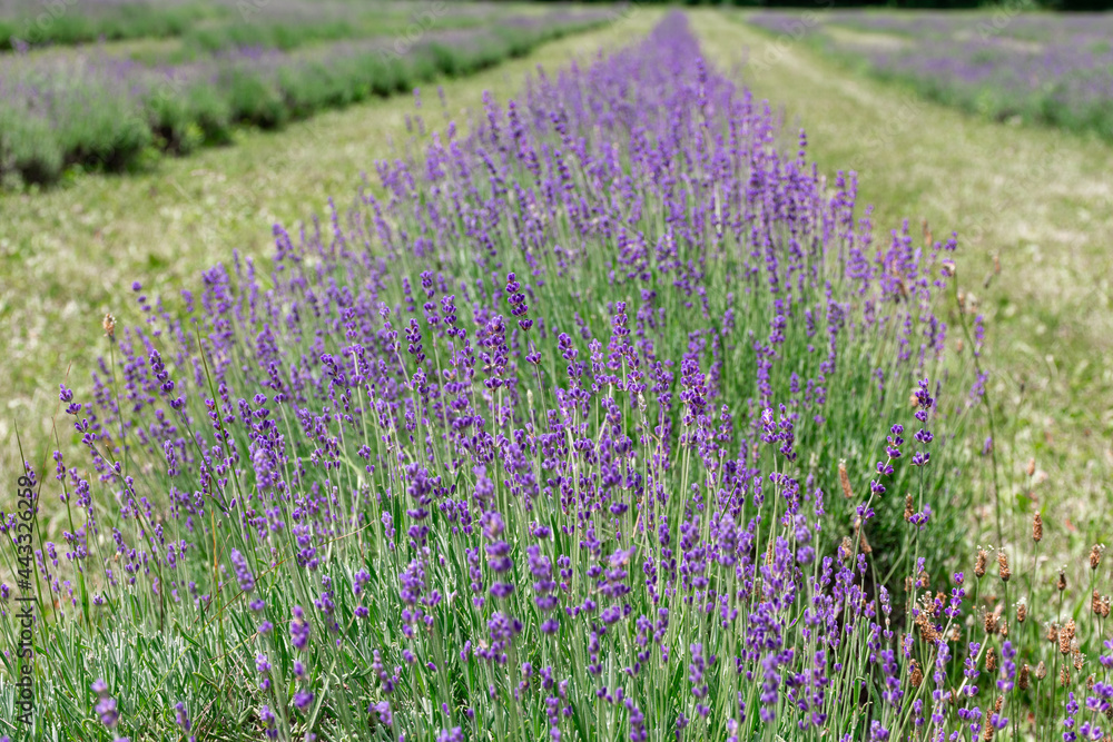 Obraz premium Lavender Fields