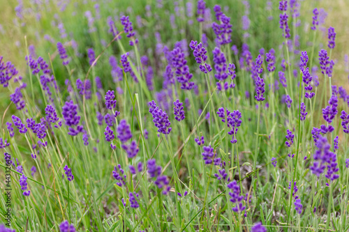 Lavender Flowers in the Field