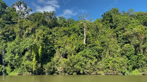 View from the brown waters of the Amazon like Barron River towards the dense jungle shrouded banks with their tangles of creepers and rich green and lush rain forest in tropical North Queensland photo