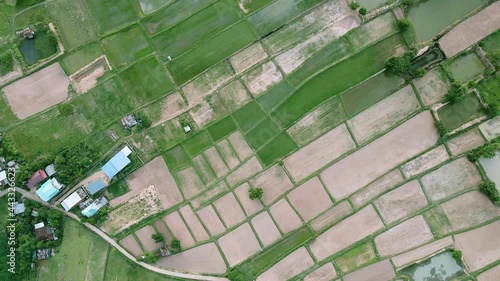 Wallpaper Mural Nature drone fly. Aerial view and rotation of scenery green rice fields nature and village. Torontodigital.ca