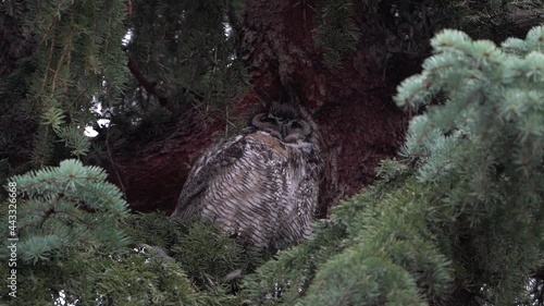 Great Horned Owl taking shelter from the rain. with the branches of a tree. photo
