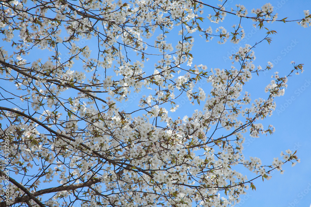 Cherry blossom branches with white buds blooming. Cherry blossom branches with white buds blooming.