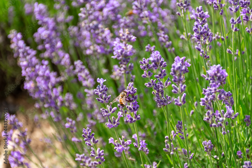 Bee in Lavender Field Bee in Lavender Field