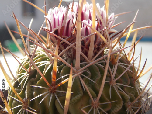Capullos de flores de cactus entre espinas