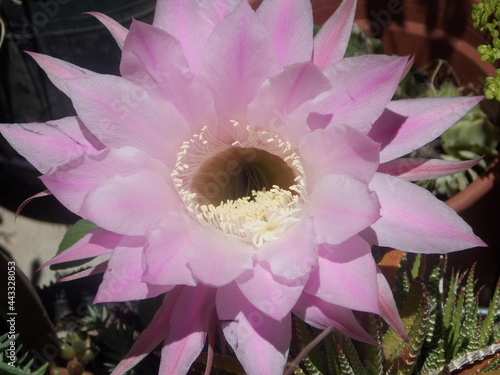 Flor de cactus rosa gigante