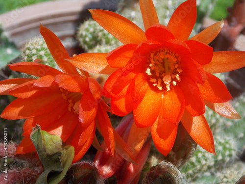 Flores de cactus al sol.