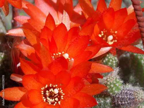 Flores de cactus al sol.
