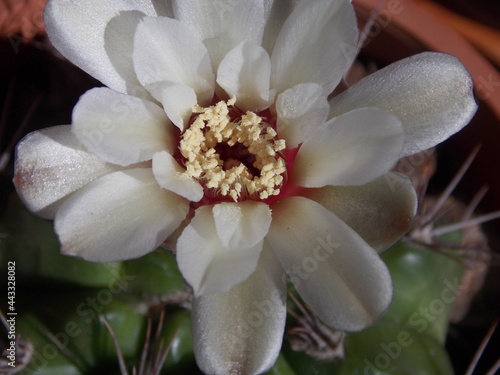 Flor de cactus blanca,