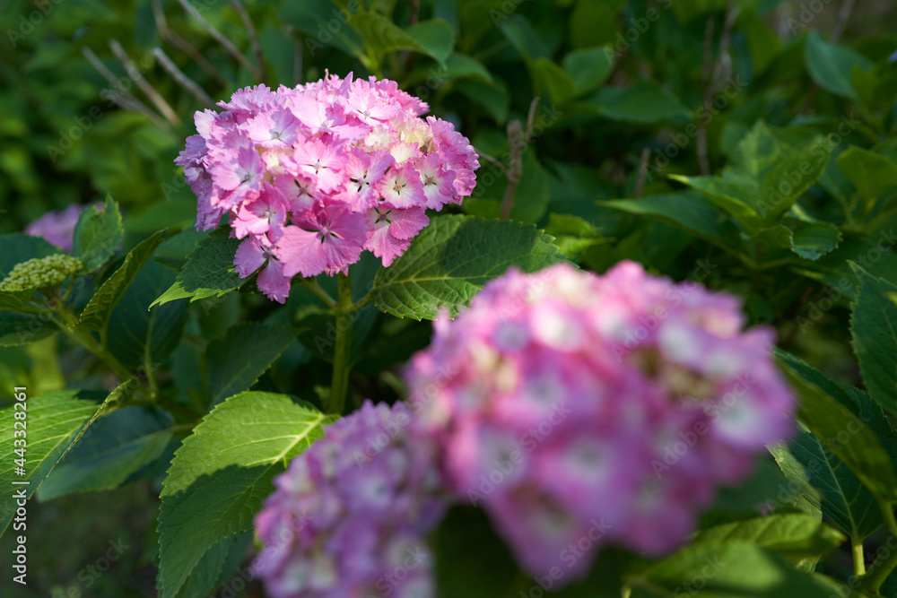 Pink hydrangea that blooms beautifully in the rainy season Pink hydrangea that blooms beautifully in the rainy season