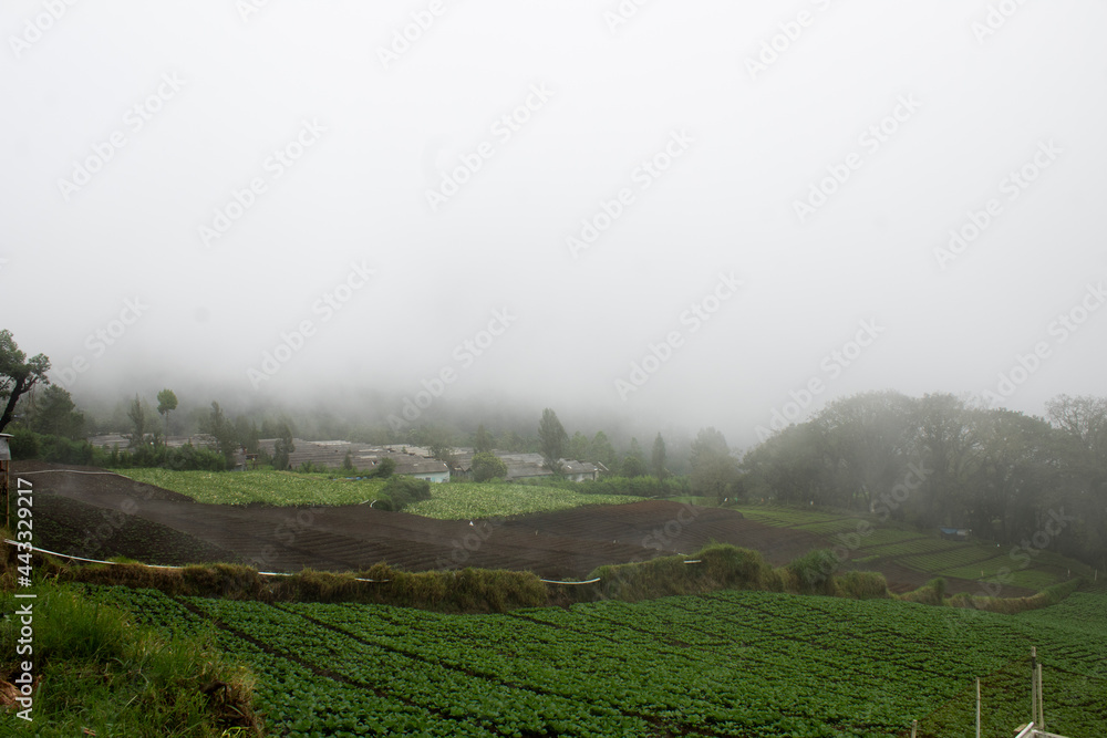 Fototapeta premium View of vegetable plantation on top of mountain with foggy weather