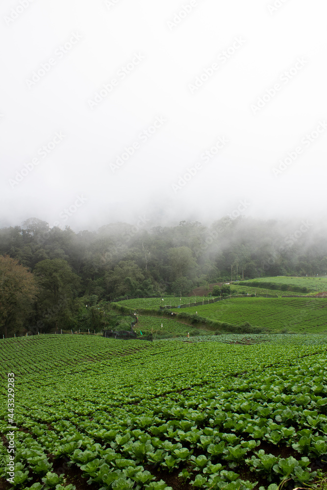 View of vegetable plantation on top of mountain with foggy weather View of vegetable plantation on top of mountain with foggy weather