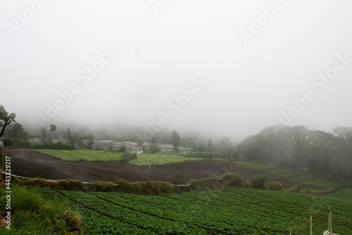View of vegetable plantation on top of mountain with foggy weather