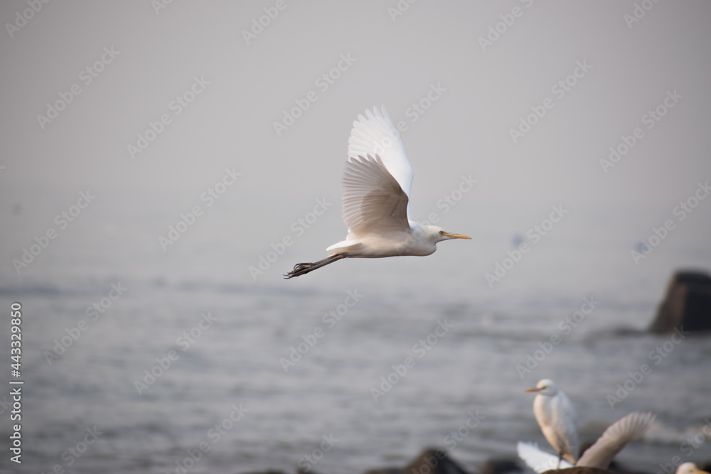 White crane egret bird flying above sea for breeding White crane egret bird flying above sea for breeding