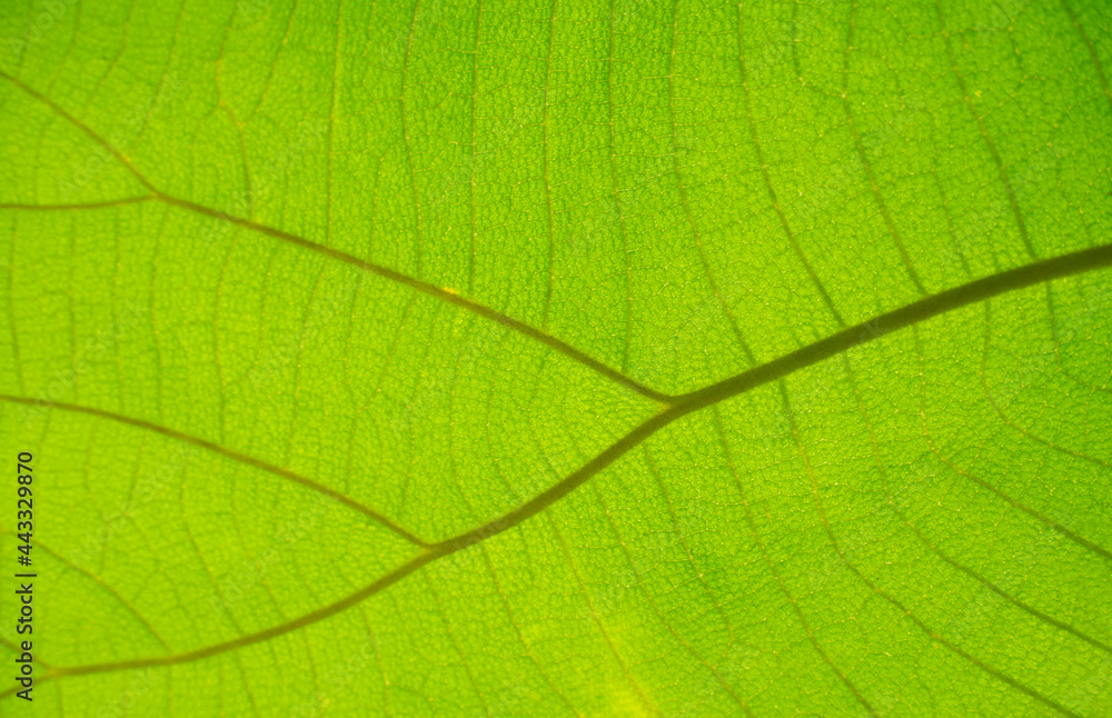green cell structure texture of nature leaf background green cell structure texture of nature leaf background