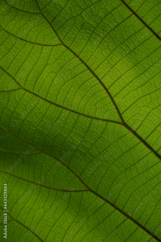 green cell structure texture of nature leaf background green cell structure texture of nature leaf background
