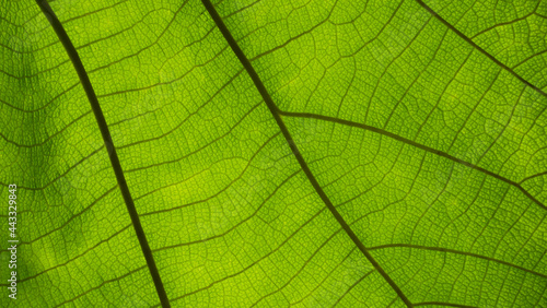 Green leaf nature vintage background Select a specific focus 