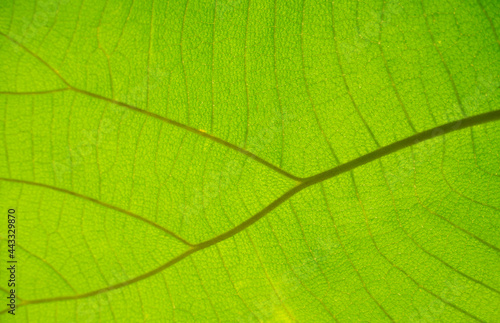 green cell structure texture of nature leaf background