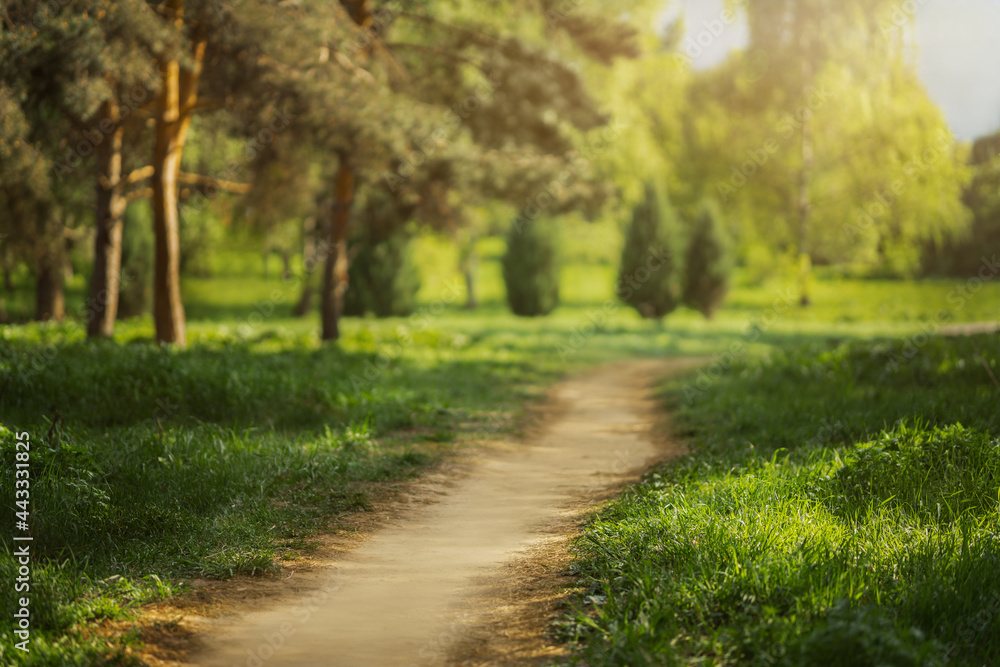 Obraz premium Beautiful park with green grass. Warm summer