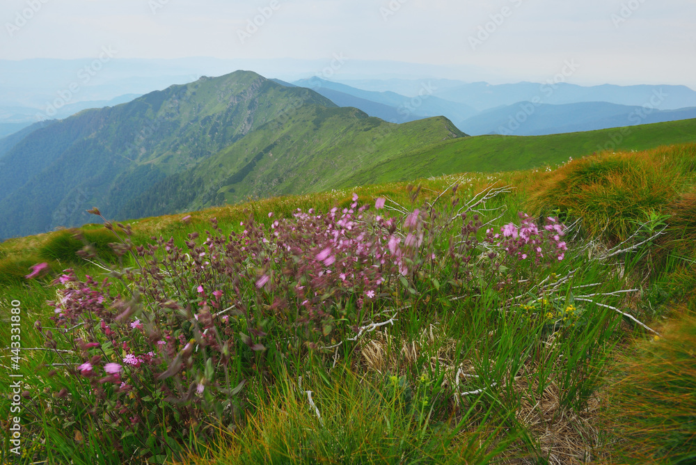 Fototapeta premium Nature in Carpathian Mountains