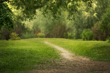 Beautiful park with green grass. Warm summer