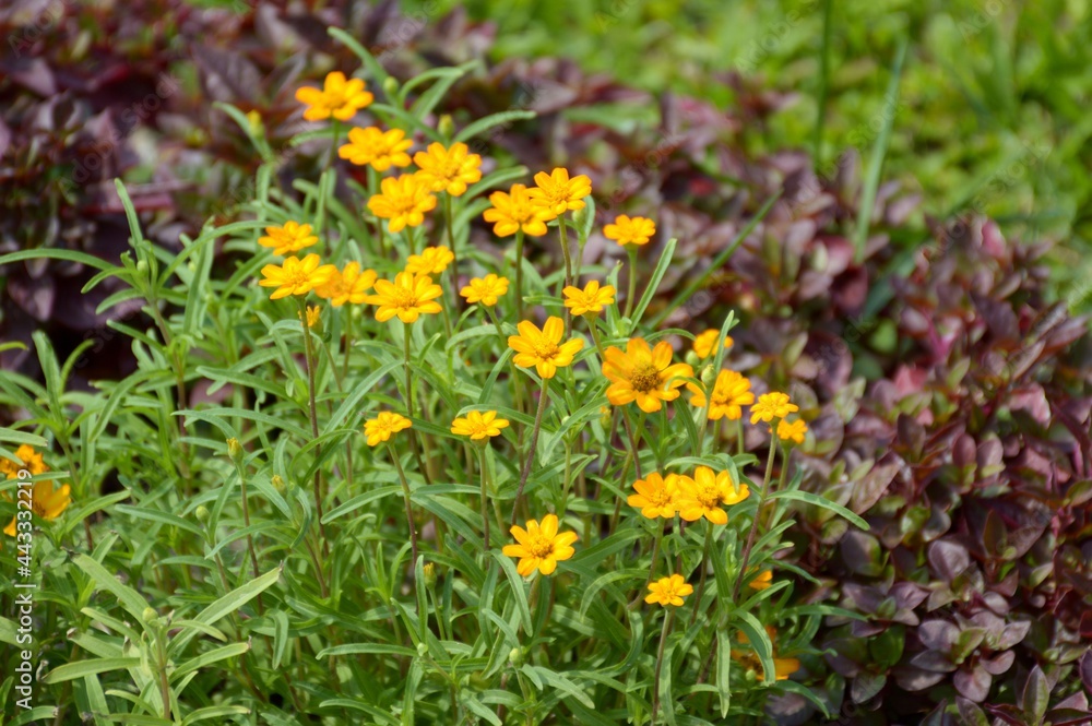 yellow zinnia angustifolia flower in nature garden yellow zinnia angustifolia flower in nature garden