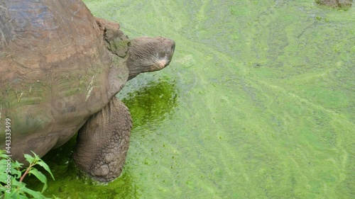 Galapagos turtle is getting in to the water photo