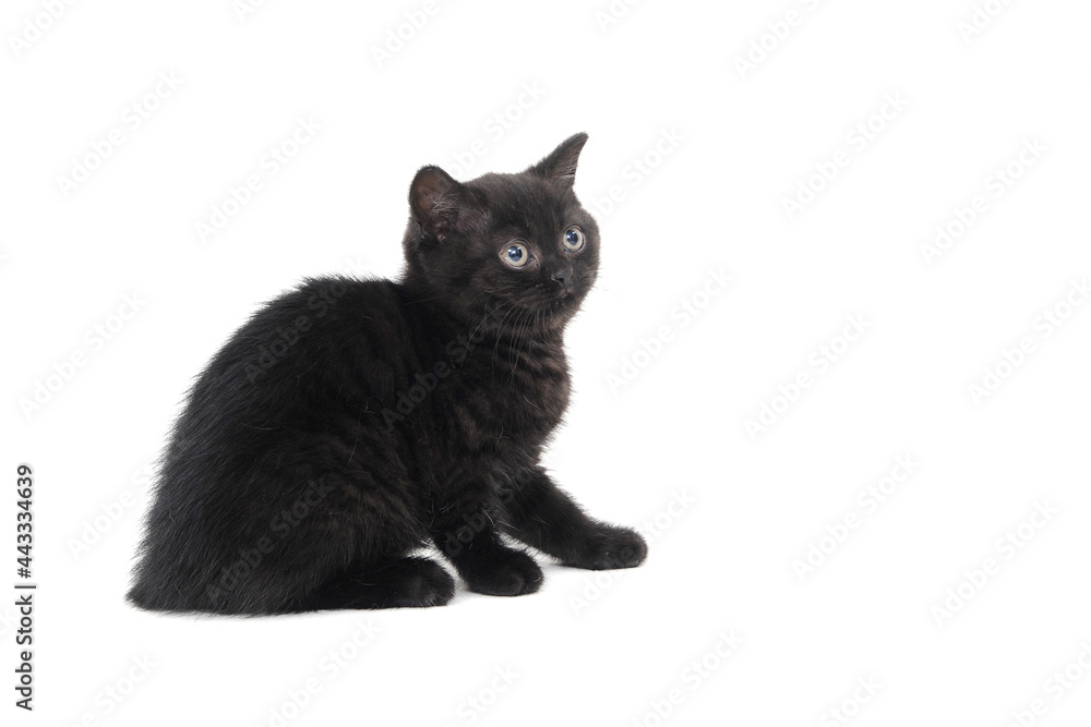 a fluffy purebred black kitten sits on a white isolated background