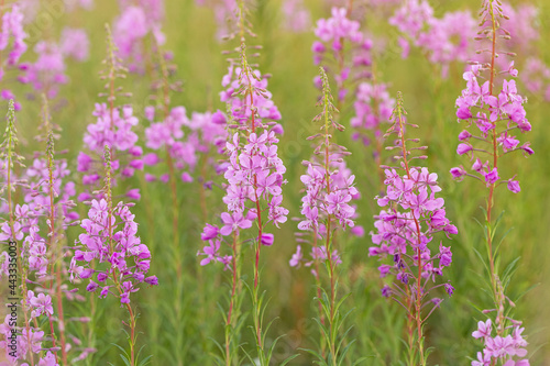 Flowers fireweed or Ivan-tea growing on meadow with sunlight. Delicious and healthy natural herbs in nature