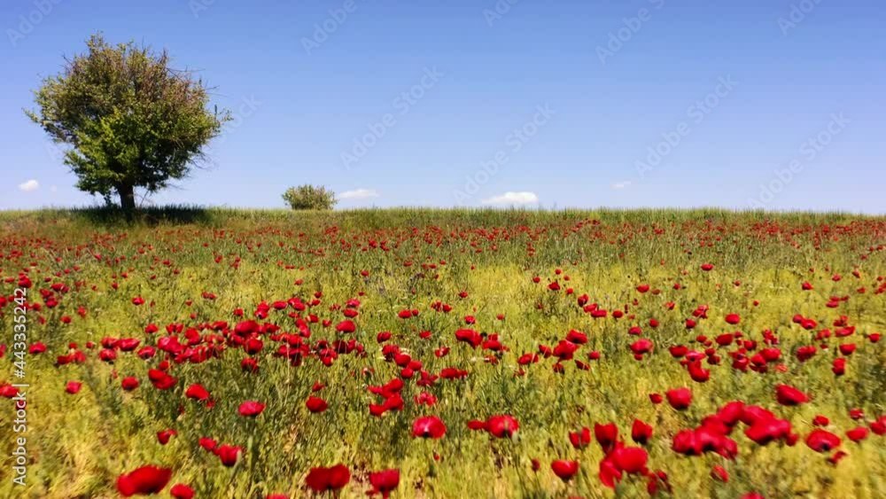 Wild poppy field, beautiful summer rural landscape. Fresh green meadow with bright red flowers, sunny day.4K. 2. Wild poppy field, beautiful summer rural landscape. Fresh green meadow with bright red flowers, sunny day.4K. 2.