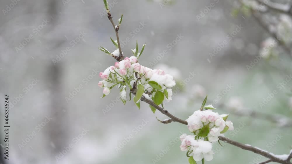 Snow falling in slow motion on white and pink flower buds from a fruit tree in an orchard. Unexpected snowfall in spring. Snow falling in slow motion on white and pink flower buds from a fruit tree in an orchard. Unexpected snowfall in spring.