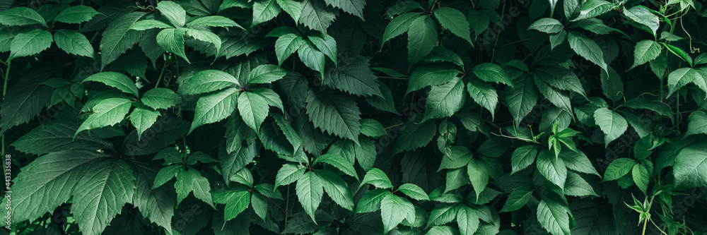 Texture of many fresh beautiful leaves of green wild grape. Natural background. Banner. Texture of many fresh beautiful leaves of green wild grape. Natural background. Banner.