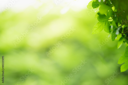 Beautiful nature view green leaf on blurred greenery background under sunlight with bokeh and copy space using as background natural plants landscape  ecology wallpaper concept.