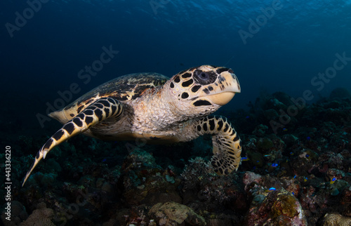 Hawksbill Turtle - Eretmochelys imbricata is swimming in a coral reef. Underwater world of Bali, Indonesia.