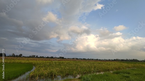 clouds over the field