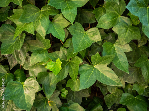 detail of a wall of ivy leaves