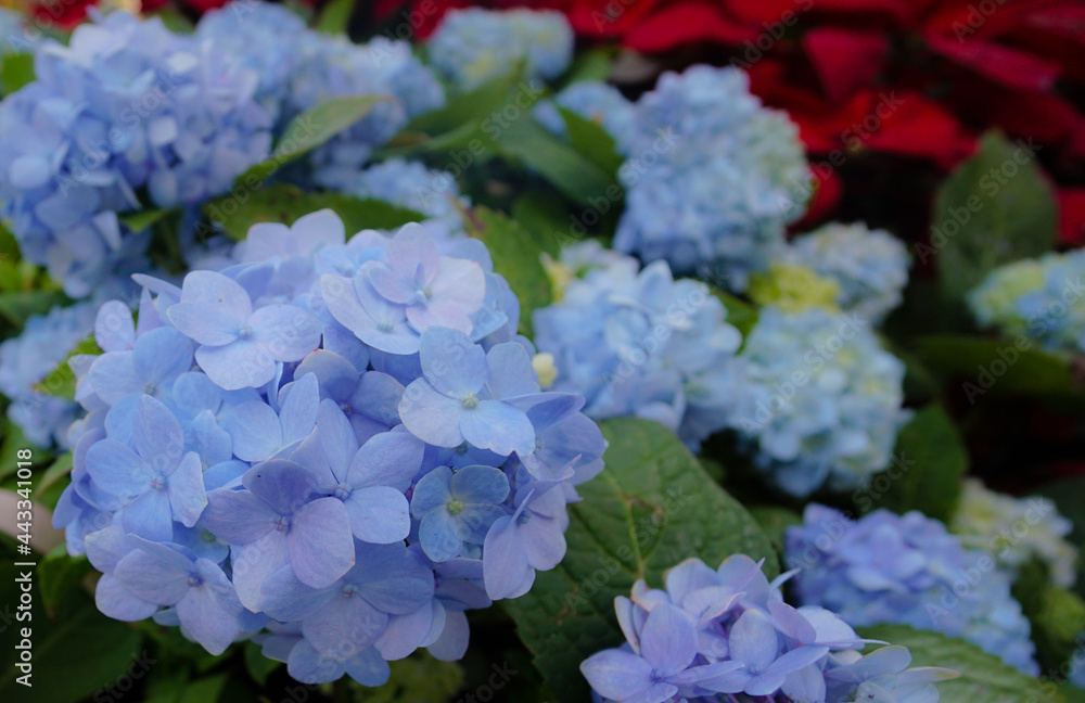 Bright blue hydrangeas in the summer garden Bright blue hydrangeas in the summer garden