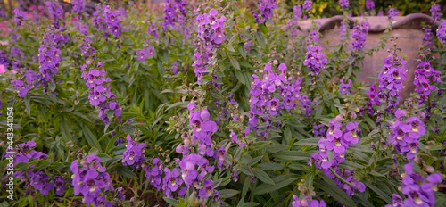  Fresh delphinium elatum flower in bloom.