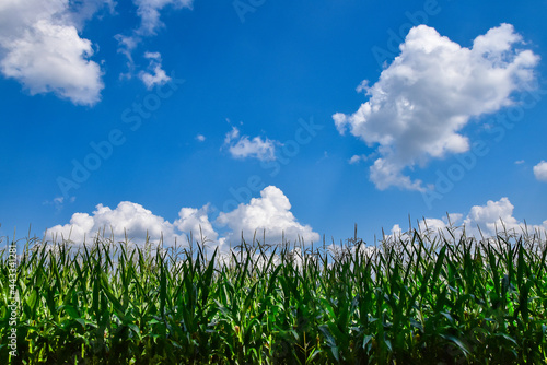 Field of corn against blue, cloudy sky