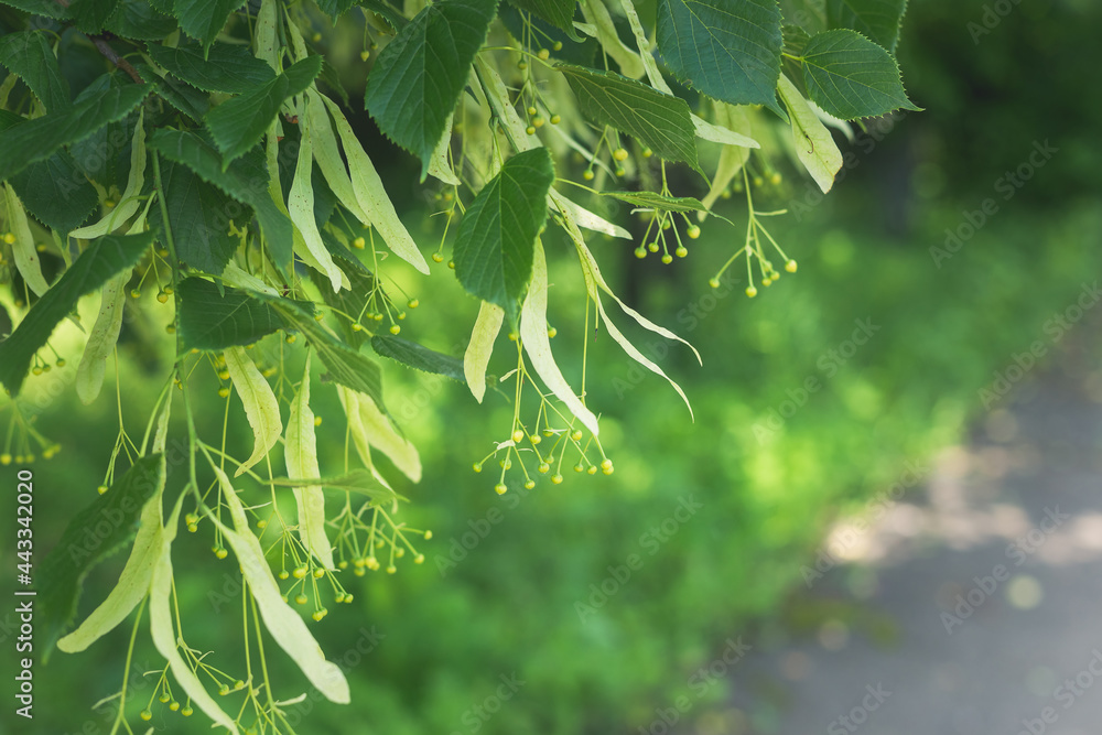 Linden tree branch in spring in the countryside in Ukraine. Linden tree branch in spring in the countryside in Ukraine.