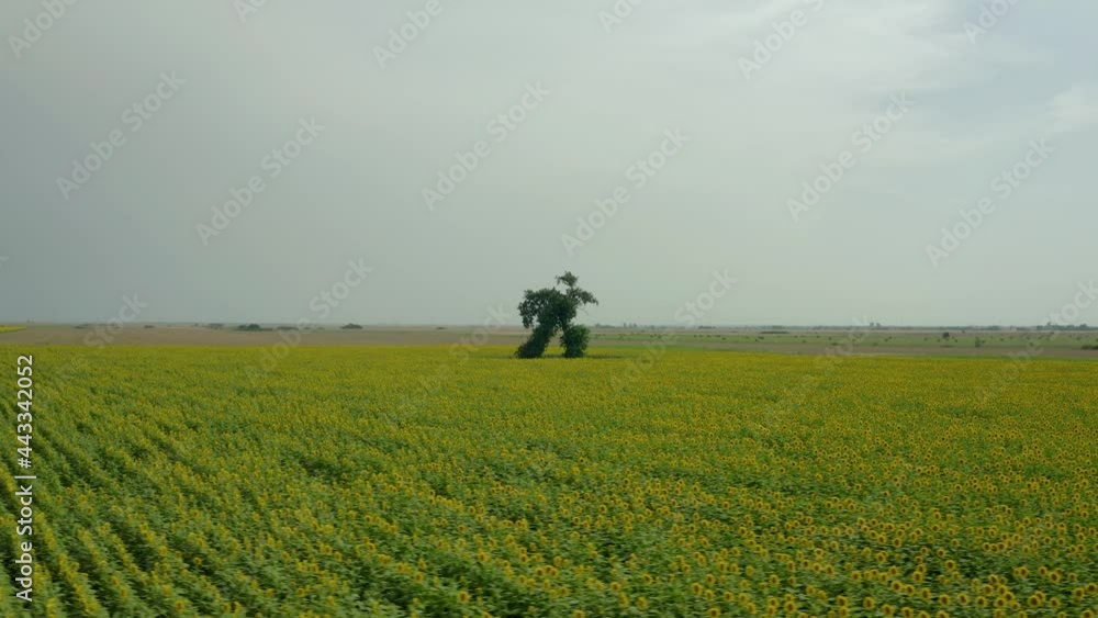 Lonely tree looks like running man in field of sunflowers, aerial Lonely tree looks like running man in field of sunflowers, aerial