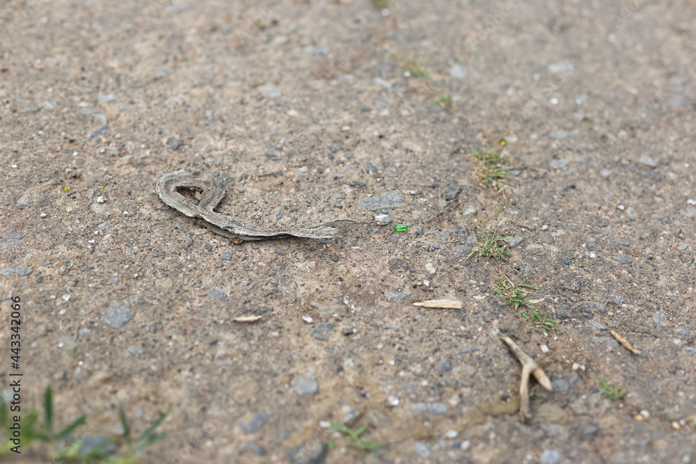 A dead sun-dried snake lies on an asphalt road during the day. A dead sun-dried snake lies on an asphalt road during the day.