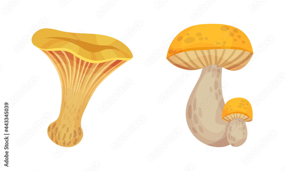 Mushroom with Cap as Forest Botany Element Vector Set Mushroom with Cap as Forest Botany Element Vector Set